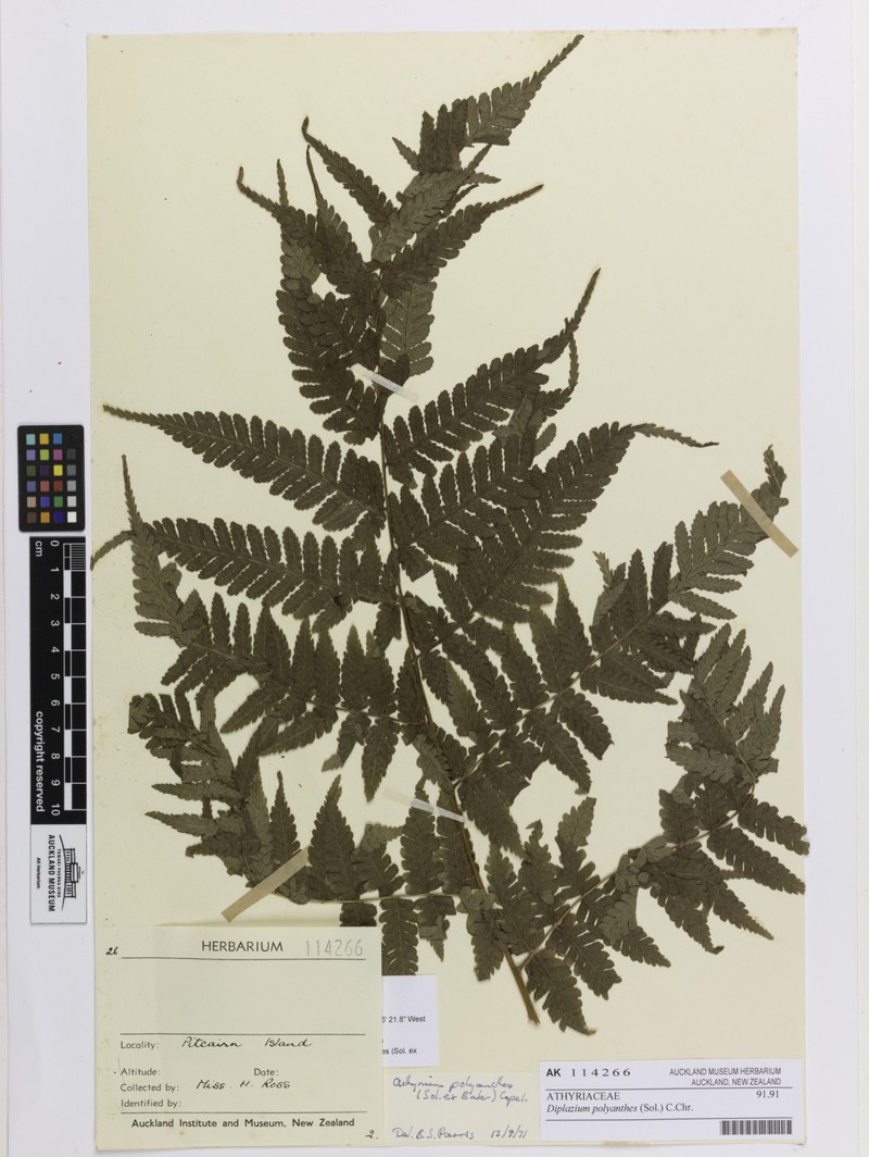 Diplazium polyanthes photo 7