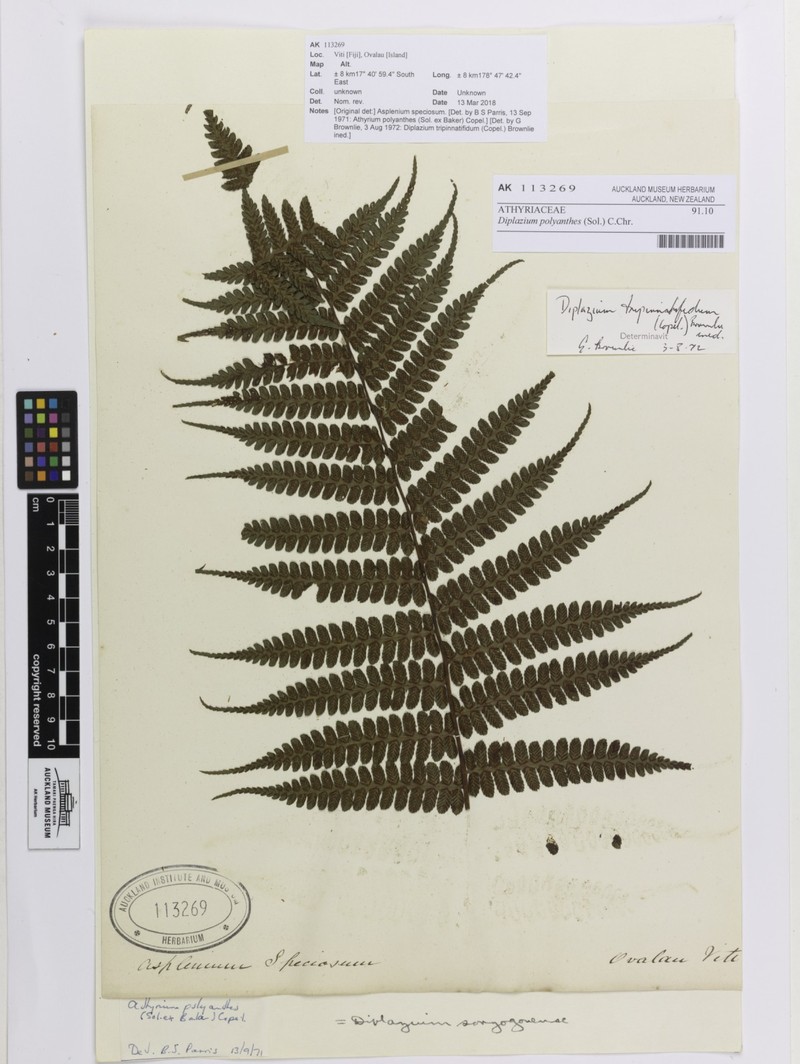 Diplazium polyanthes photo 8