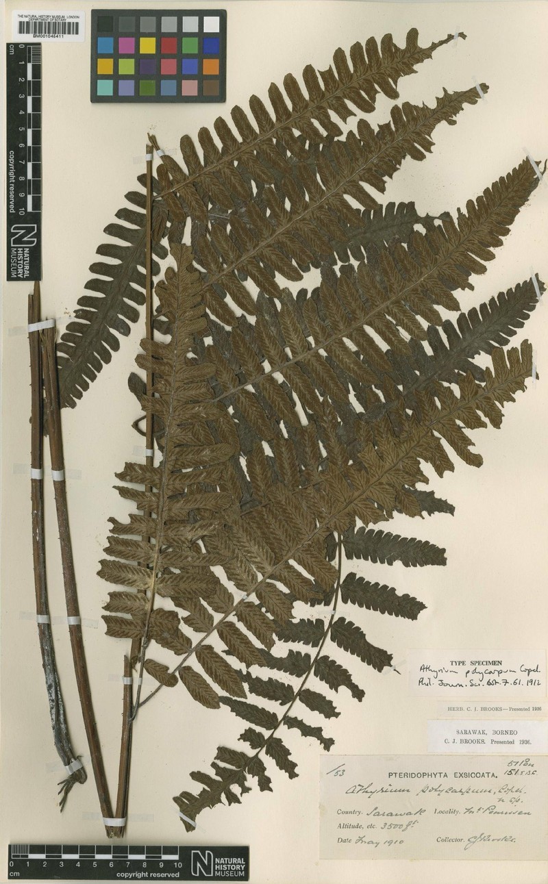 Diplazium polycarpum