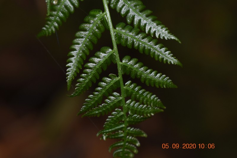 Diplazium polypodioides photo 2