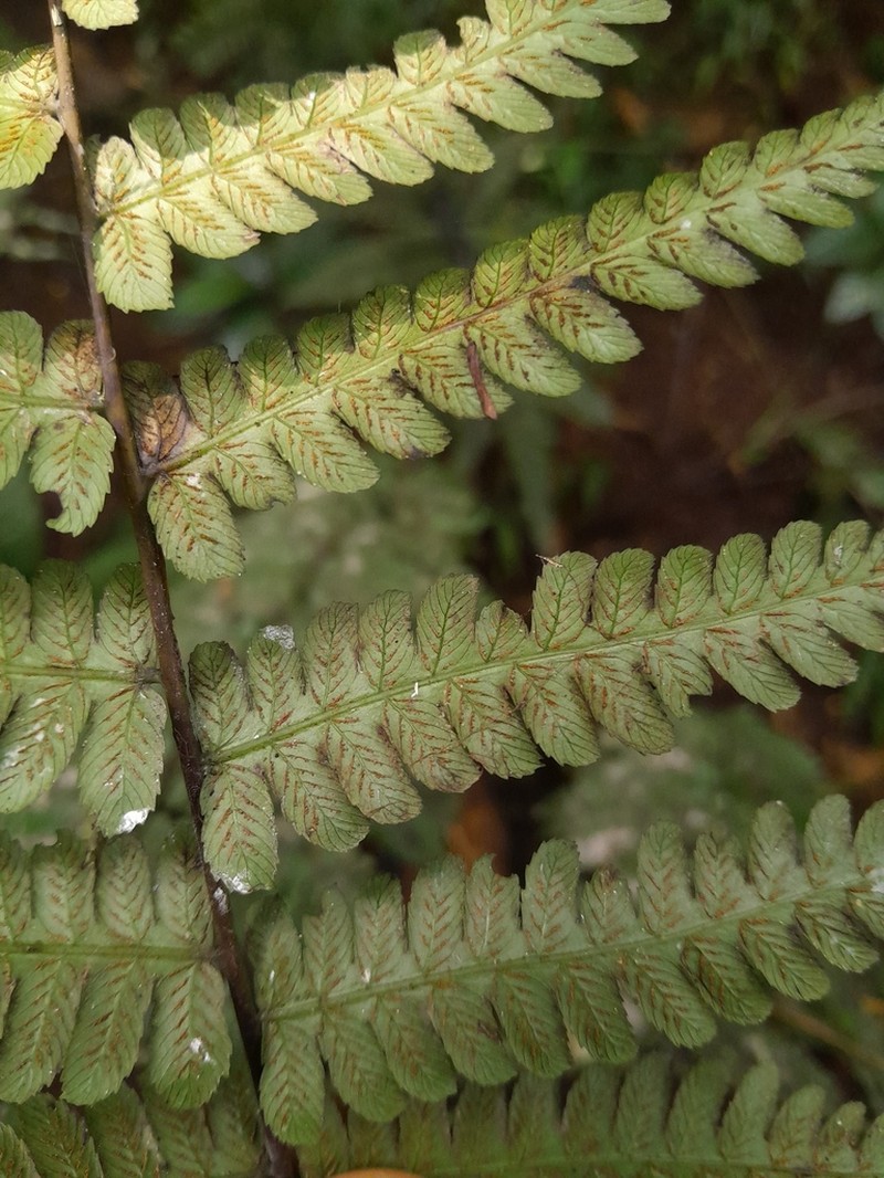 Diplazium polypodioides photo 3