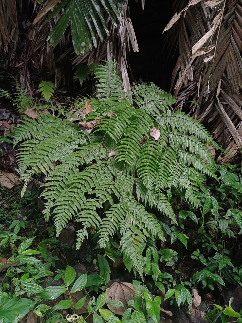 Diplazium polypodioides photo 4