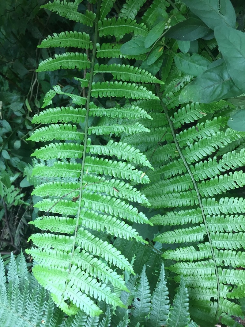 Diplazium polypodioides photo 5