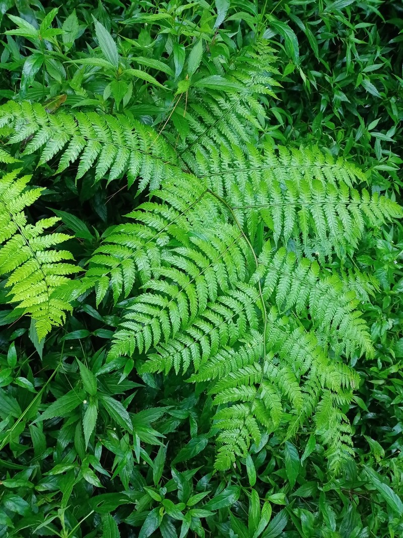 Diplazium polypodioides photo 6