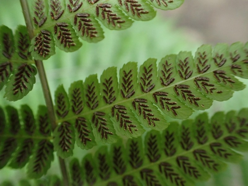 Diplazium polypodioides photo 7