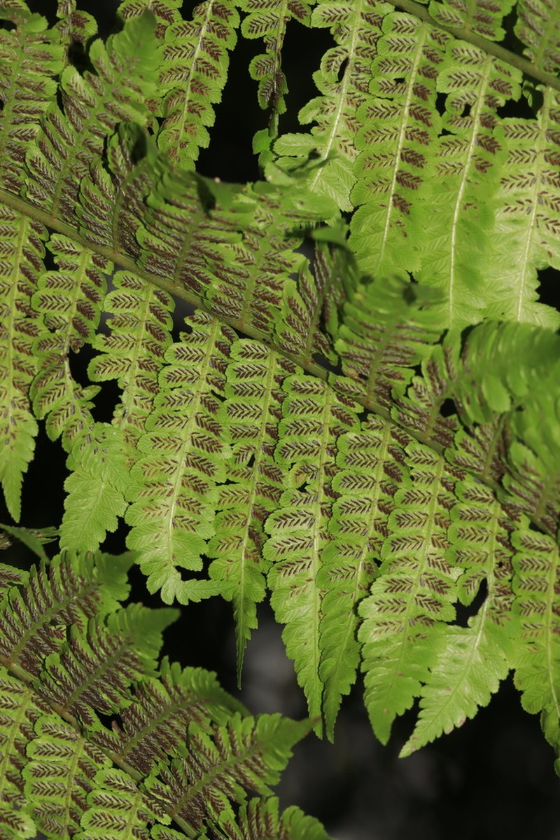 Diplazium polypodioides photo 8