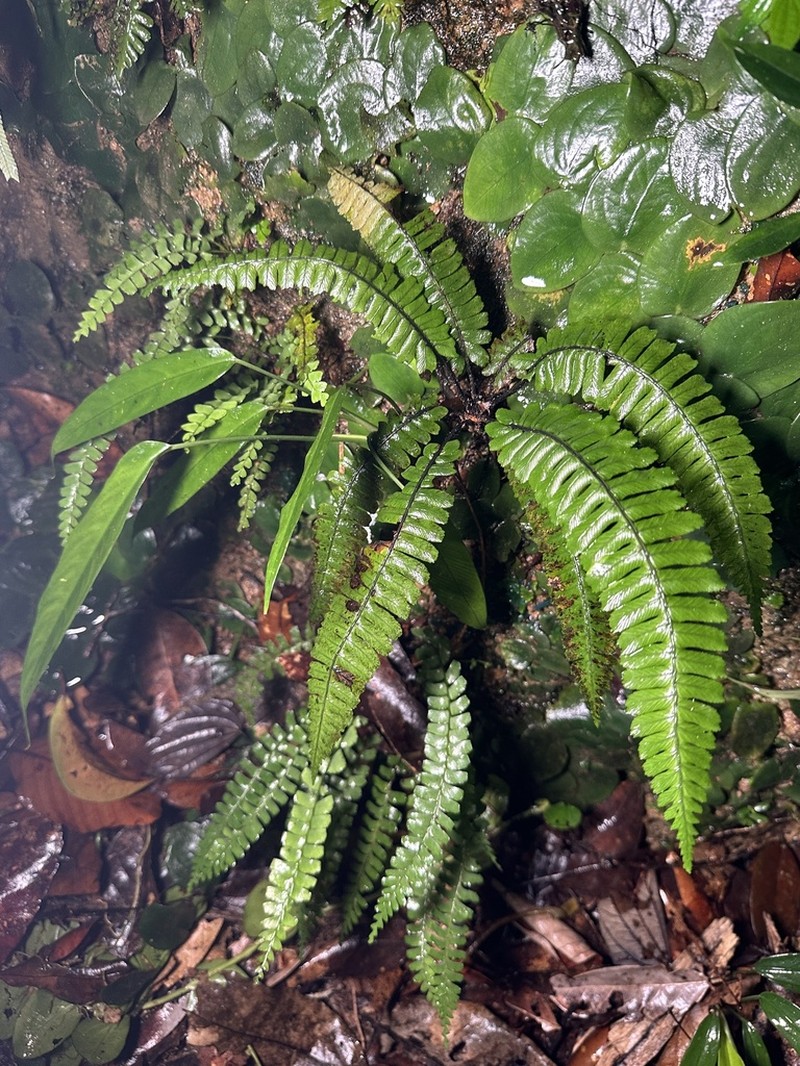 Diplazium porphyrorachis photo 2