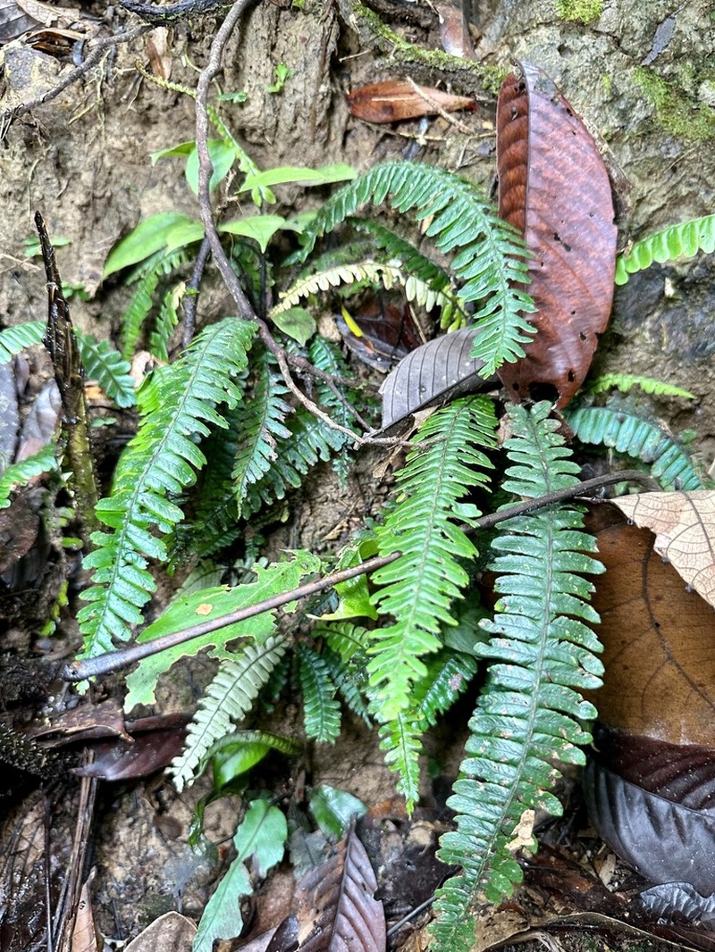 Diplazium porphyrorachis photo 3