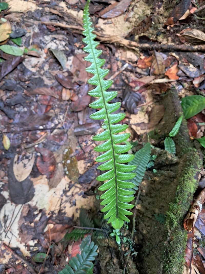 Diplazium porphyrorachis photo 4