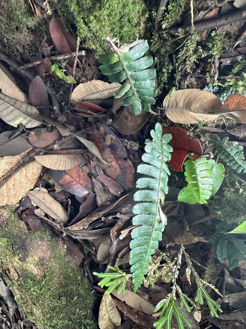 Diplazium porphyrorachis photo 5