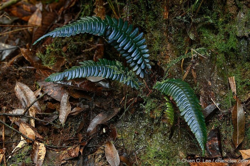 Diplazium porphyrorachis photo 6