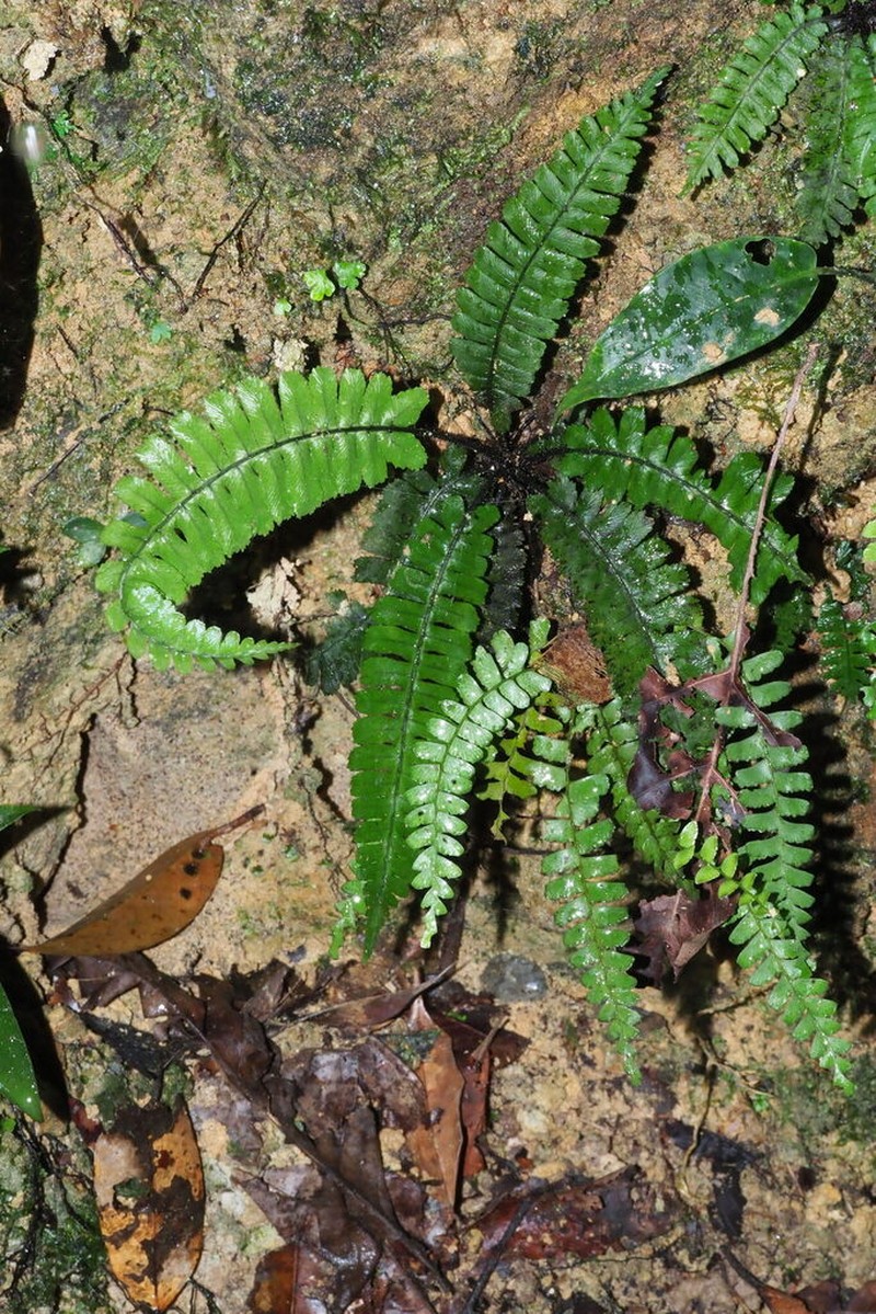 Diplazium porphyrorachis photo 8