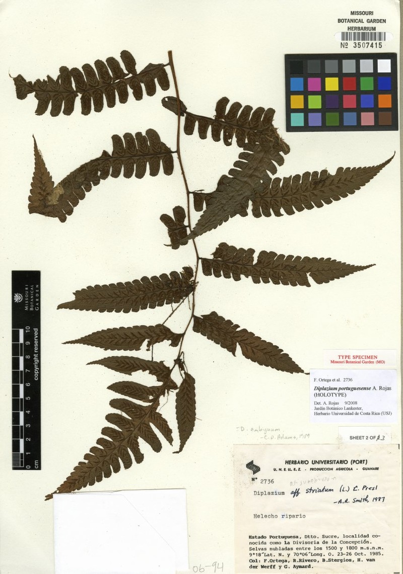 Diplazium portuguesense