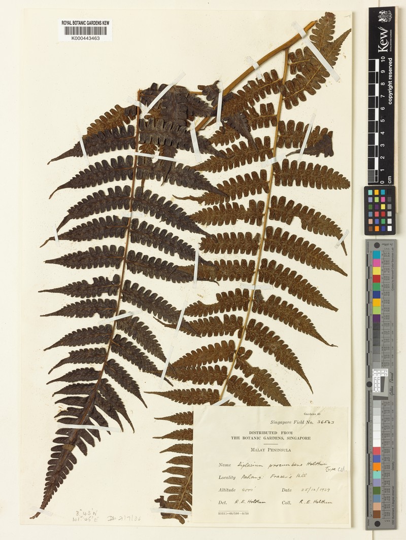 Diplazium procumbens