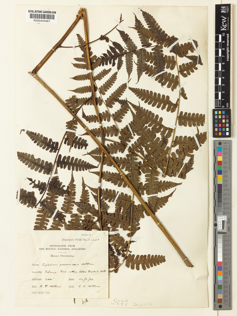 Diplazium procumbens photo 2