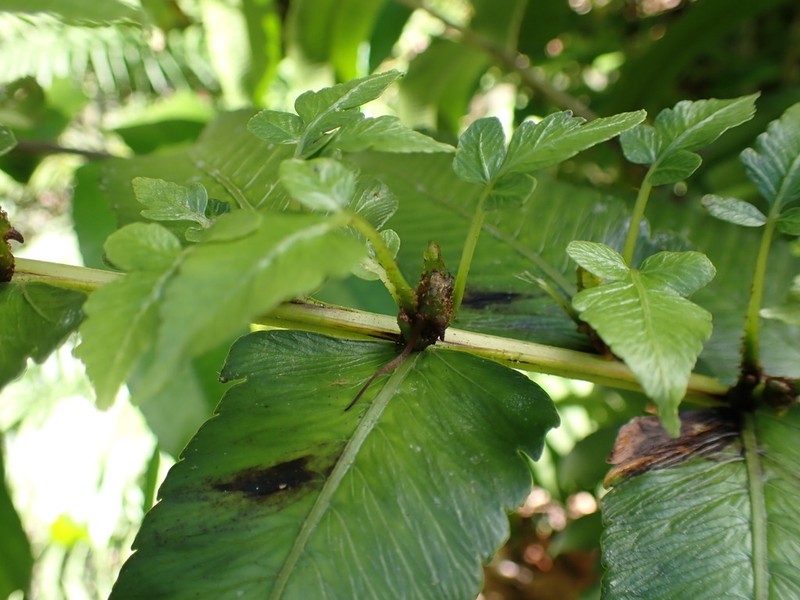 Diplazium proliferum photo 6