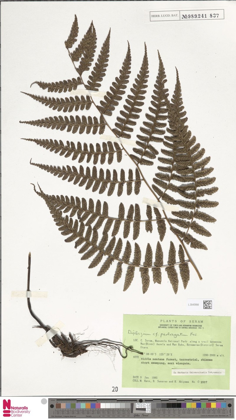 Diplazium prolongatum