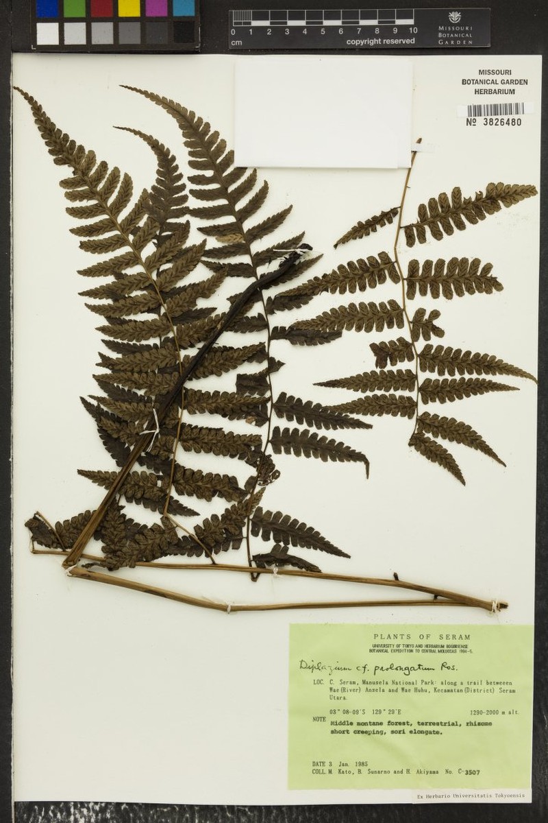 Diplazium prolongatum photo 2