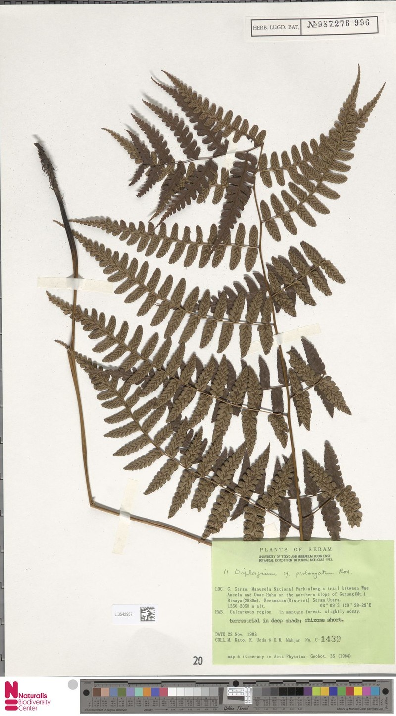 Diplazium prolongatum photo 3