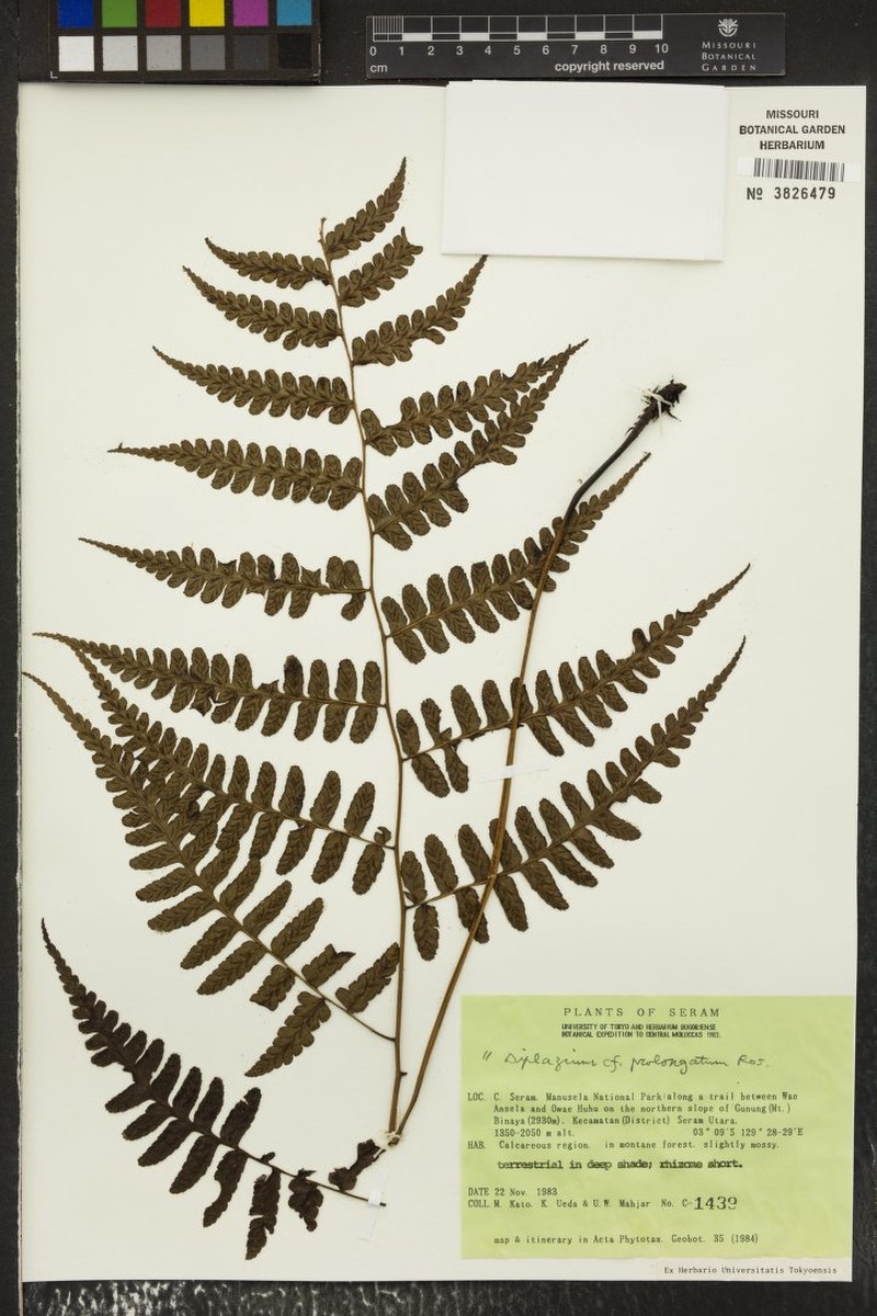 Diplazium prolongatum photo 4