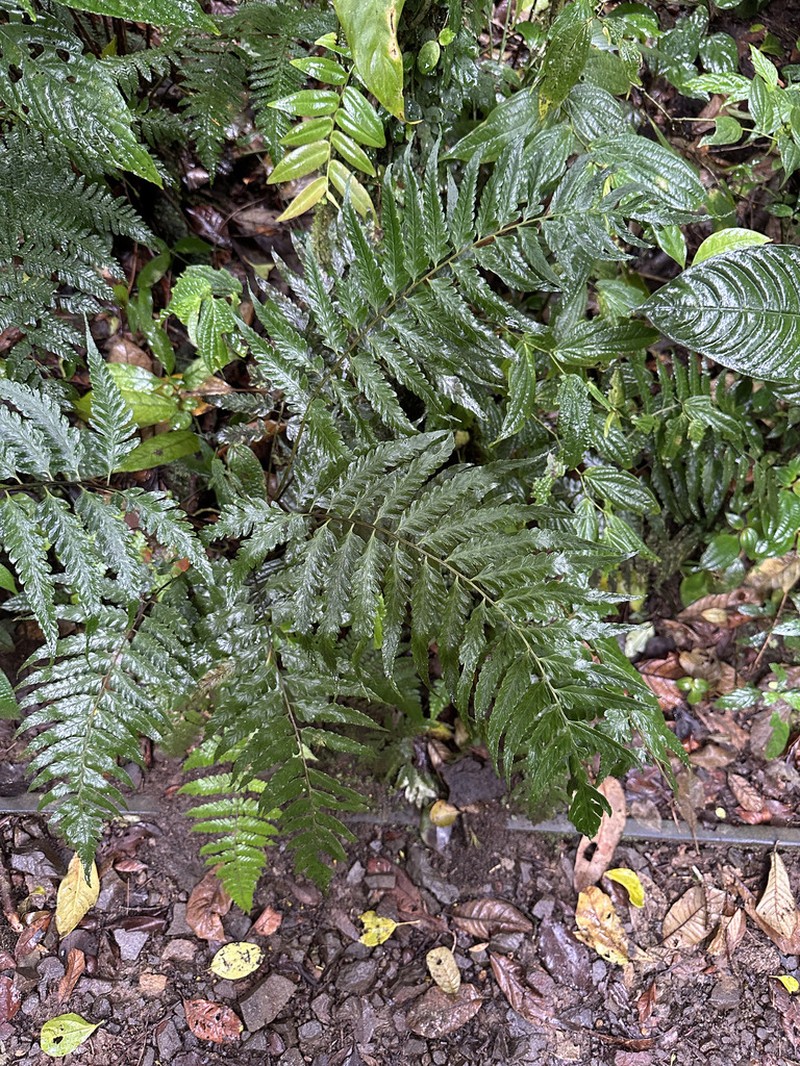 Diplazium prominulum photo 2
