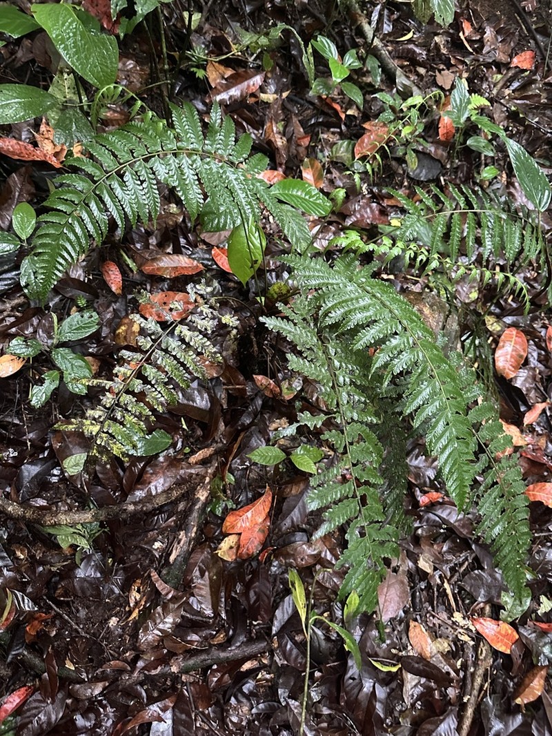 Diplazium prominulum photo 4