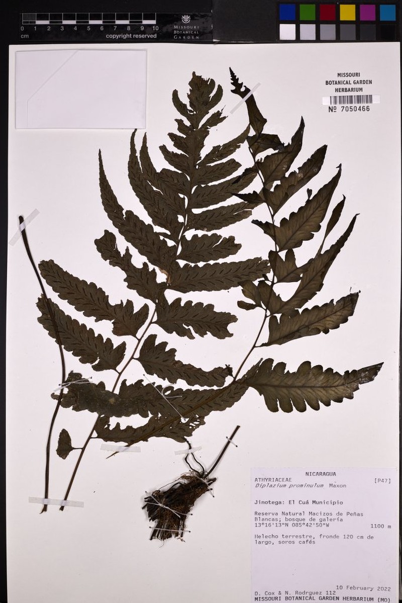 Diplazium prominulum photo 5