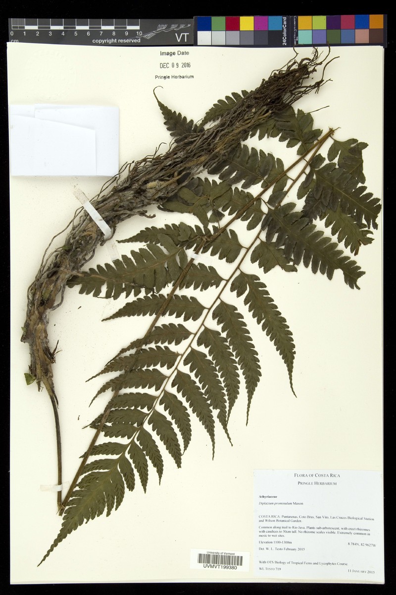 Diplazium prominulum photo 6