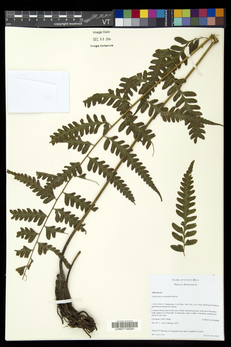 Diplazium prominulum photo 7