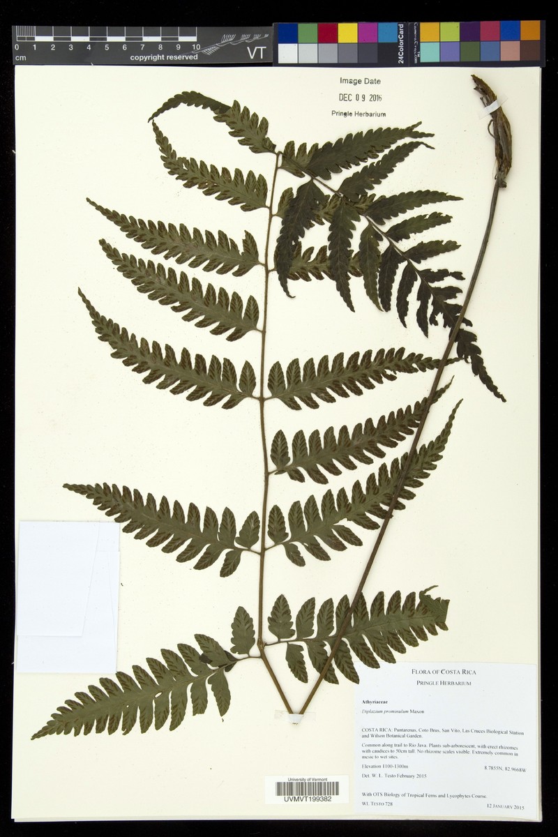 Diplazium prominulum photo 8