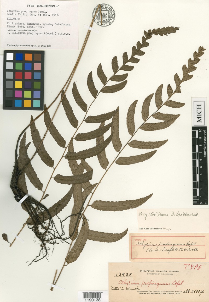 Diplazium propinquum