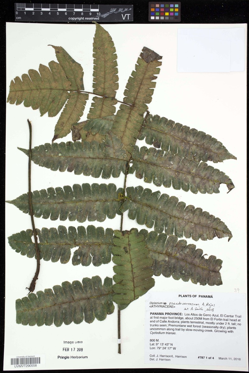 Diplazium pseudocarnosum