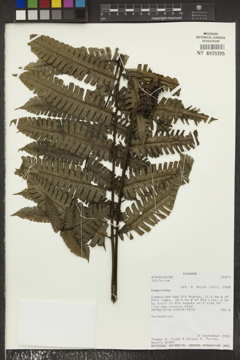 Diplazium pseudocarnosum photo 2