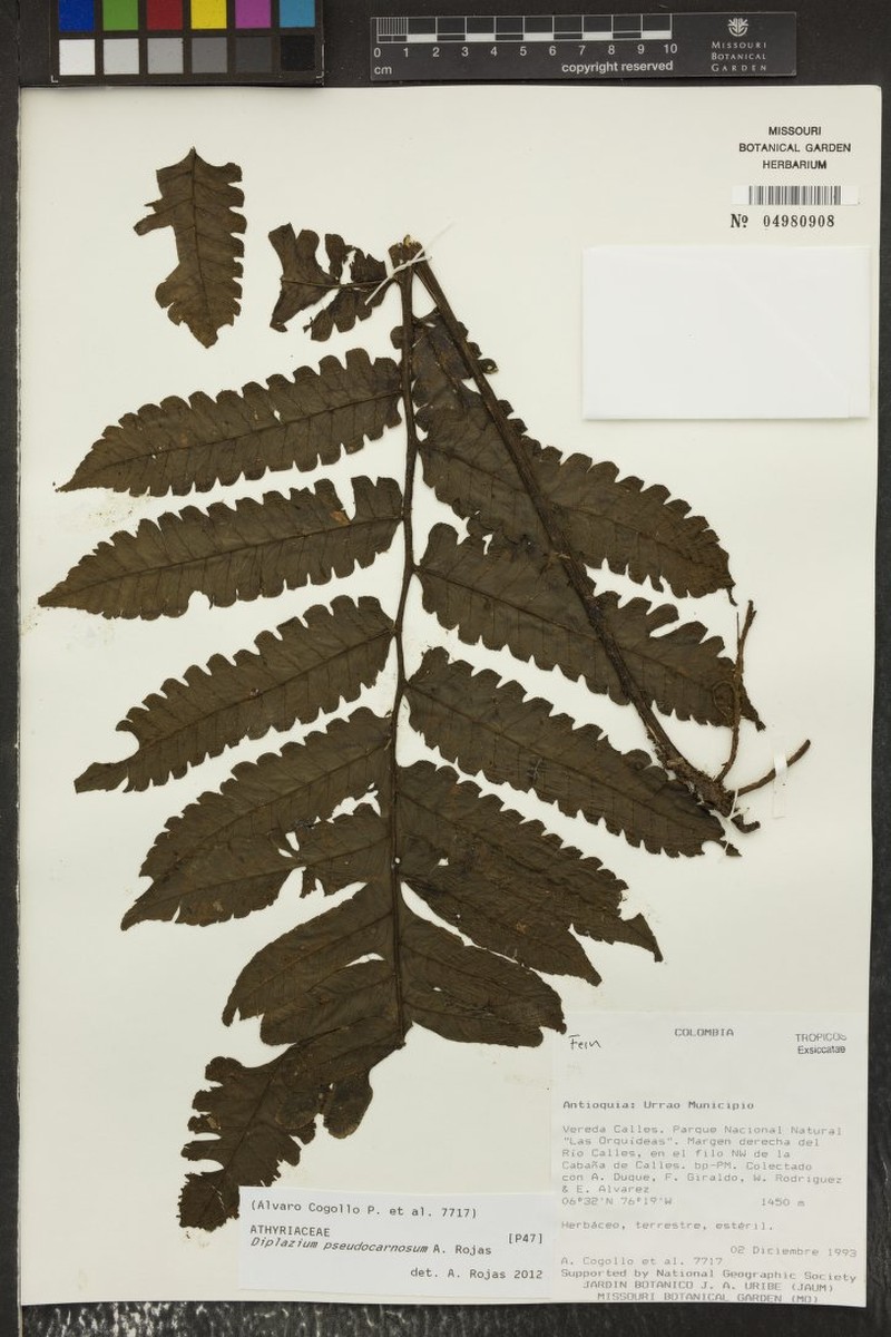 Diplazium pseudocarnosum photo 3