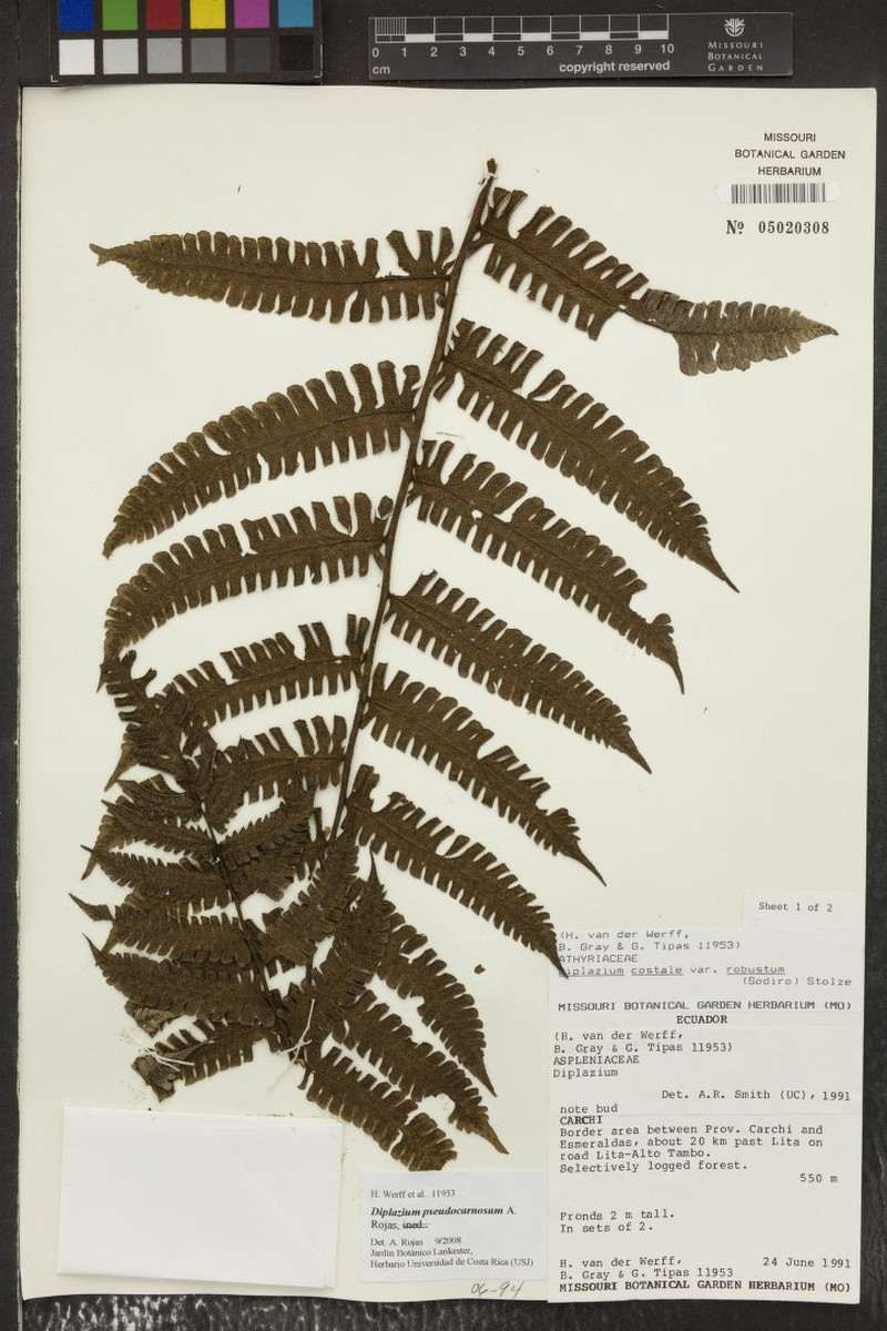 Diplazium pseudocarnosum photo 4