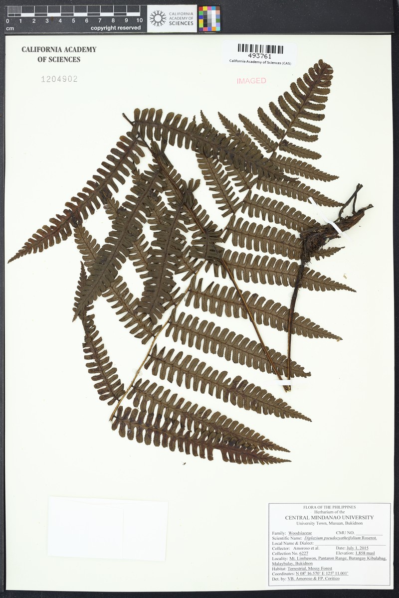 Diplazium pseudocyatheifolium photo 2