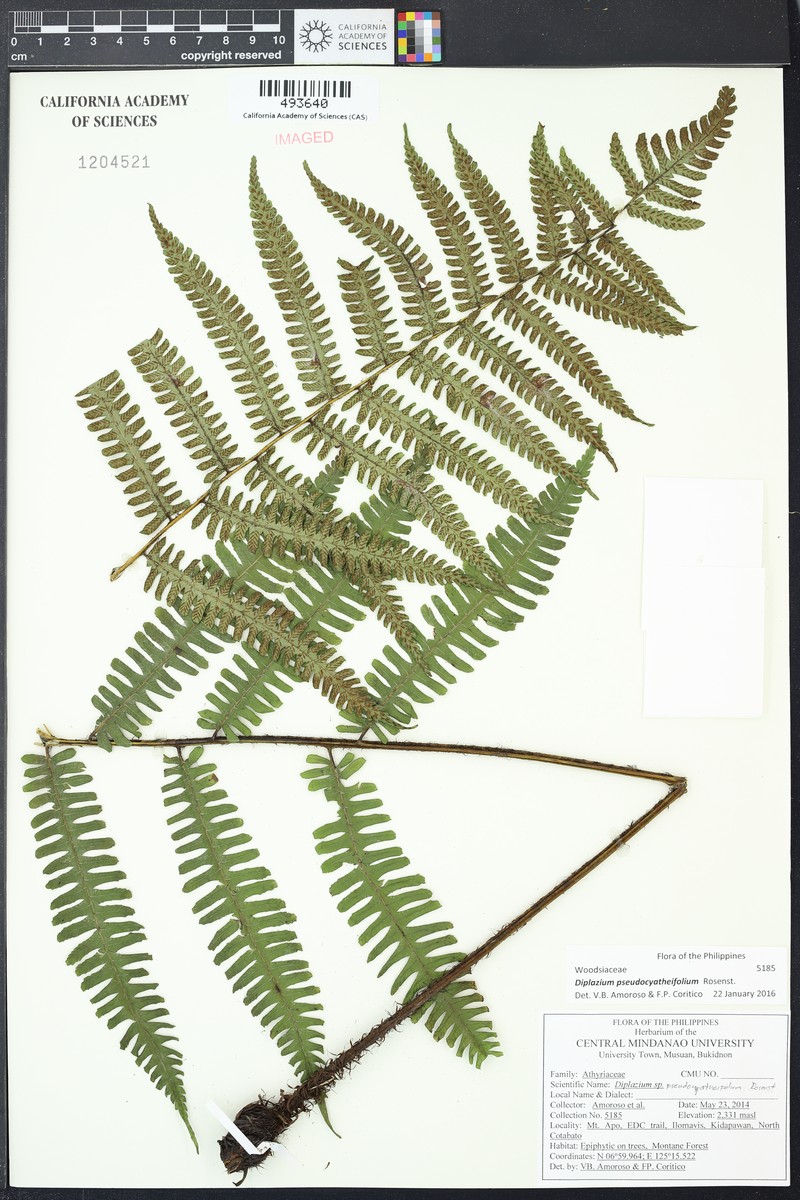 Diplazium pseudocyatheifolium photo 3