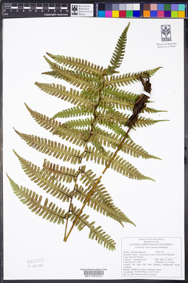 Diplazium pseudocyatheifolium photo 4