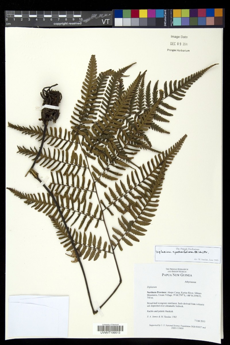 Diplazium pseudocyatheifolium photo 5