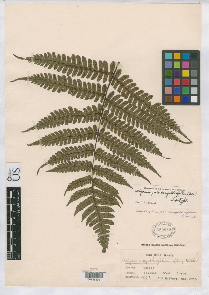 Diplazium pseudocyatheifolium