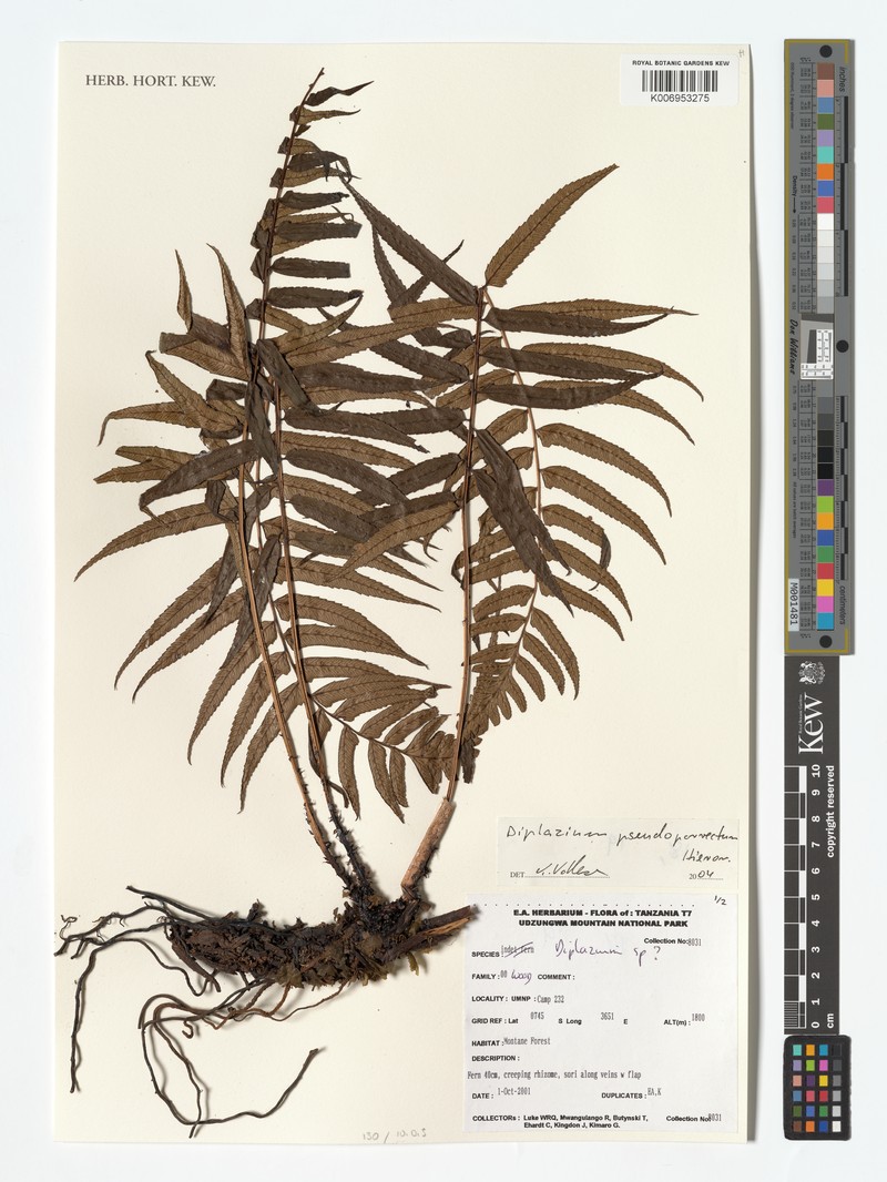 Diplazium pseudoporrectum