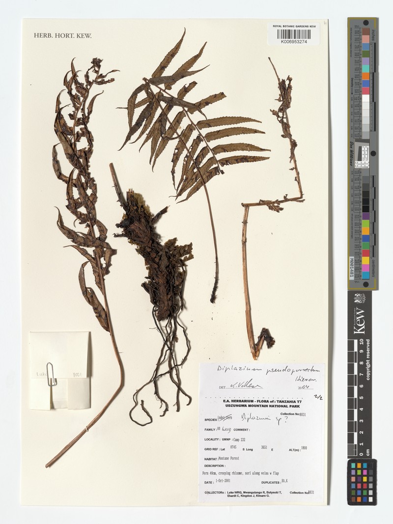 Diplazium pseudoporrectum photo 2
