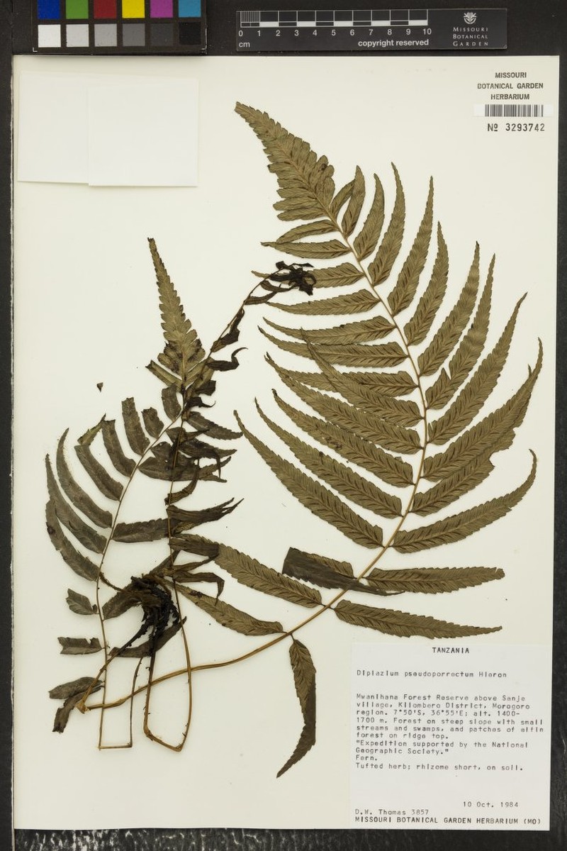 Diplazium pseudoporrectum photo 3