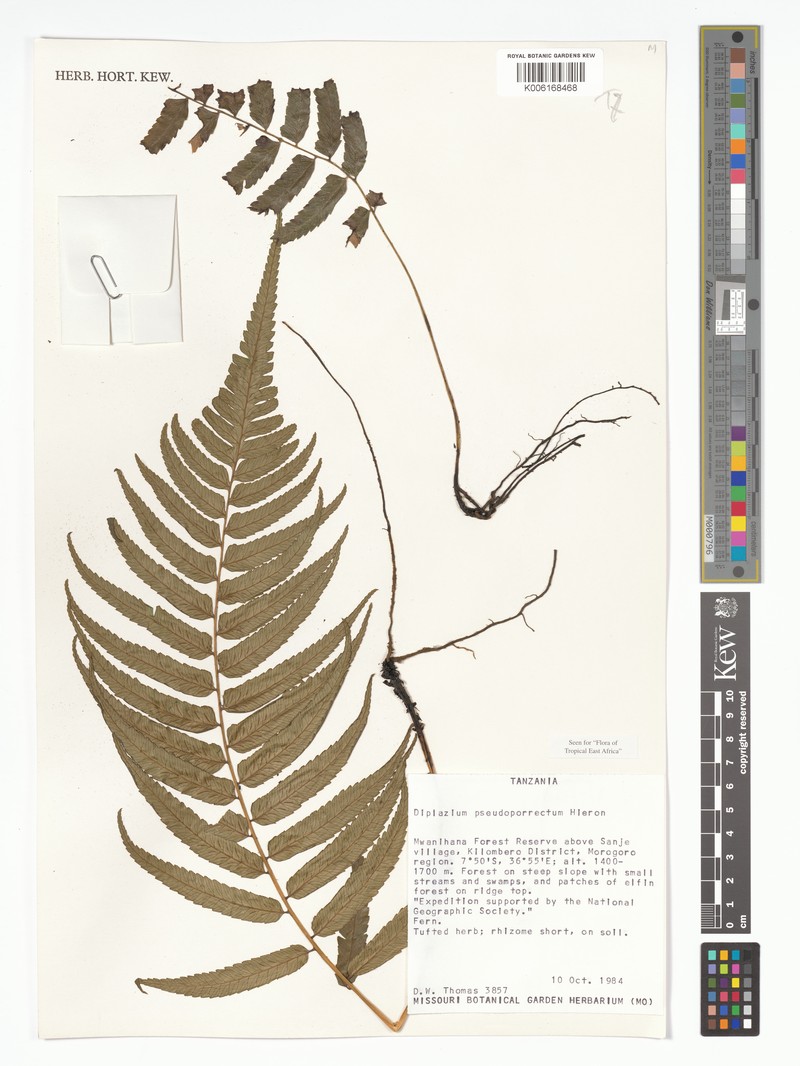 Diplazium pseudoporrectum photo 4