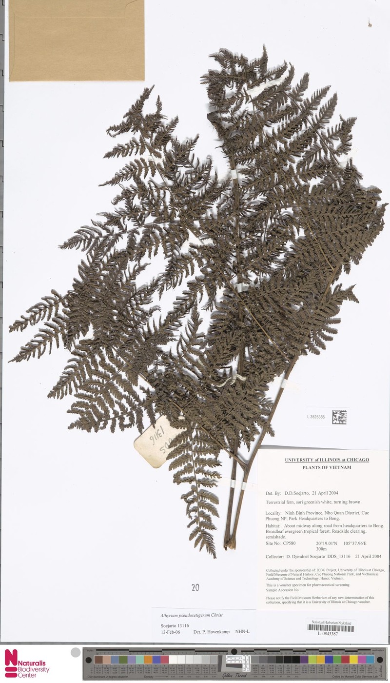 Diplazium pseudosetigerum