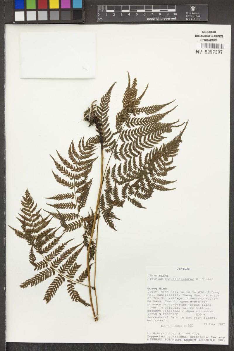 Diplazium pseudosetigerum photo 2