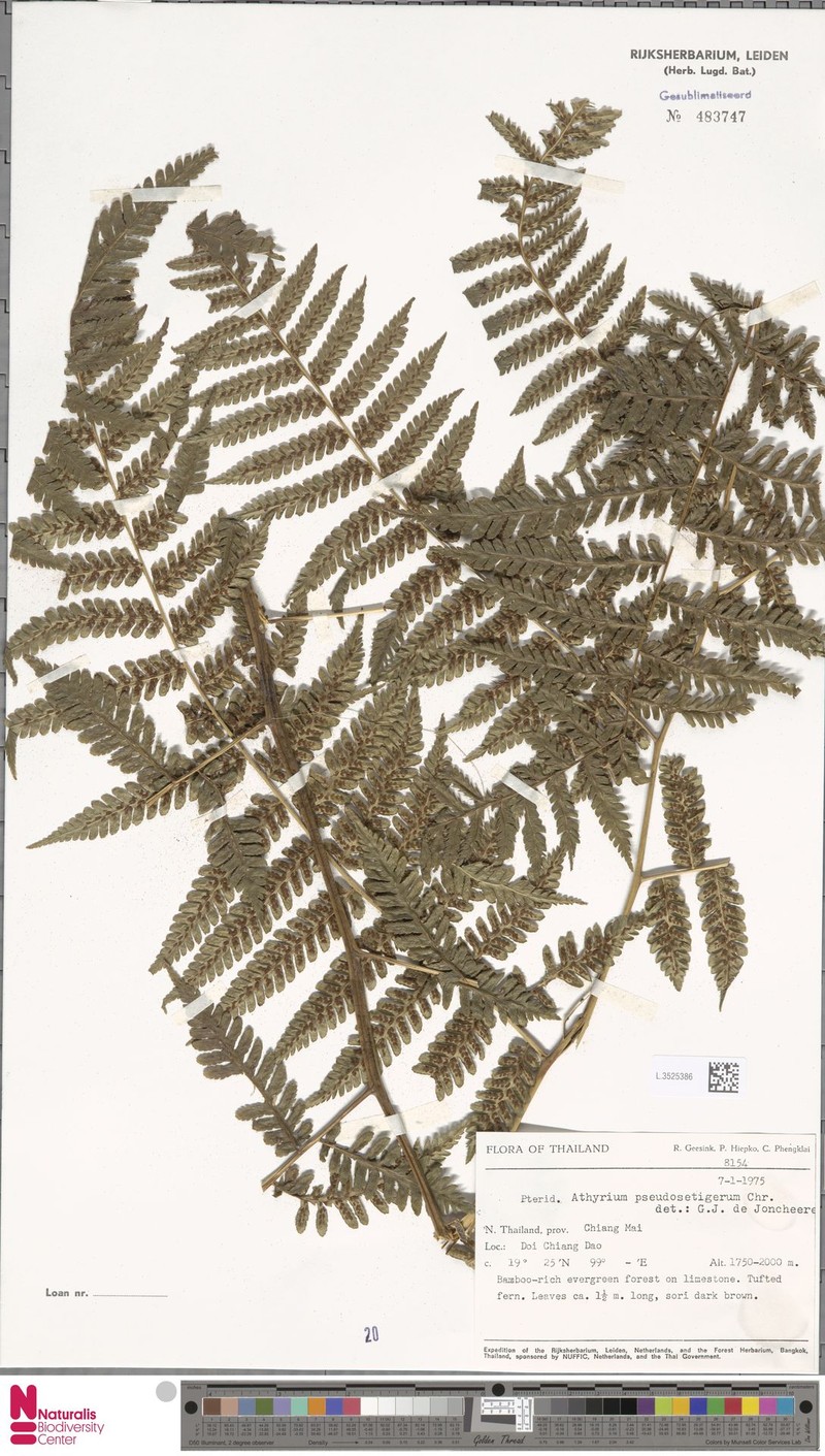 Diplazium pseudosetigerum photo 3