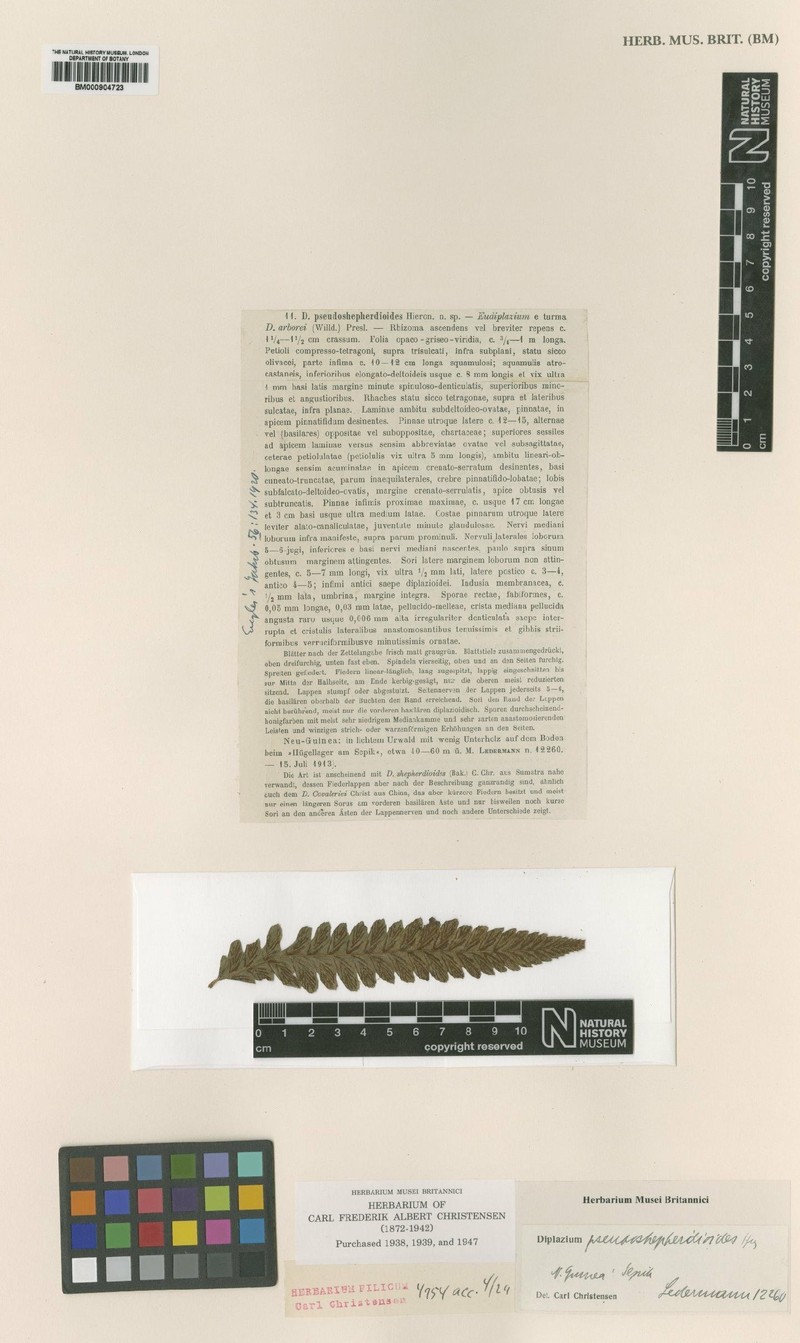 Diplazium pseudoshepherdioides