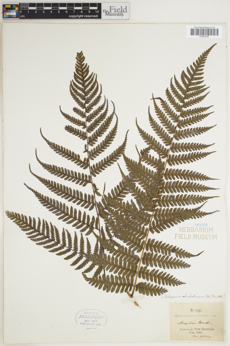Diplazium pseudosylvaticum