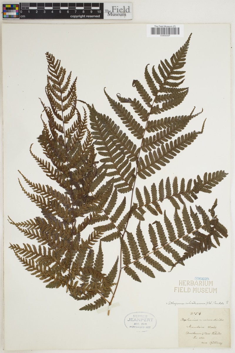 Diplazium pseudosylvaticum photo 2